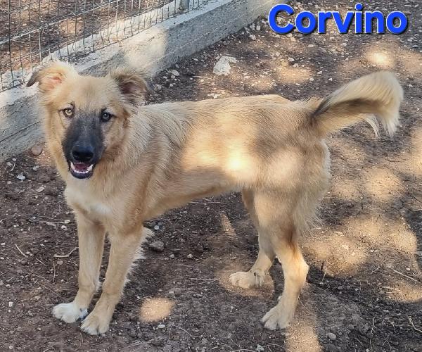 CORVINO CUCCIOLONE MASCHIO SIMIL VOLPINO Foto 2