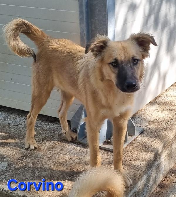 CORVINO CUCCIOLONE MASCHIO SIMIL VOLPINO Foto 3