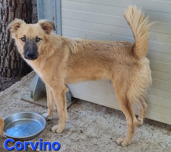 CORVINO CUCCIOLONE MASCHIO SIMIL VOLPINO Foto 4