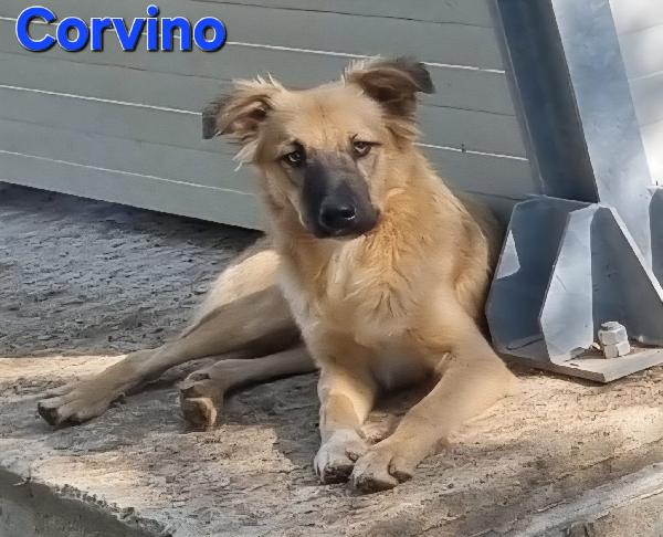 CORVINO CUCCIOLONE MASCHIO SIMIL VOLPINO Foto 6