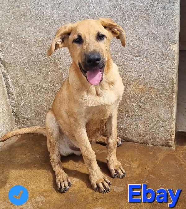 EBAY CUCCIOLO MIX MOLOSSO PASTORE Foto 2
