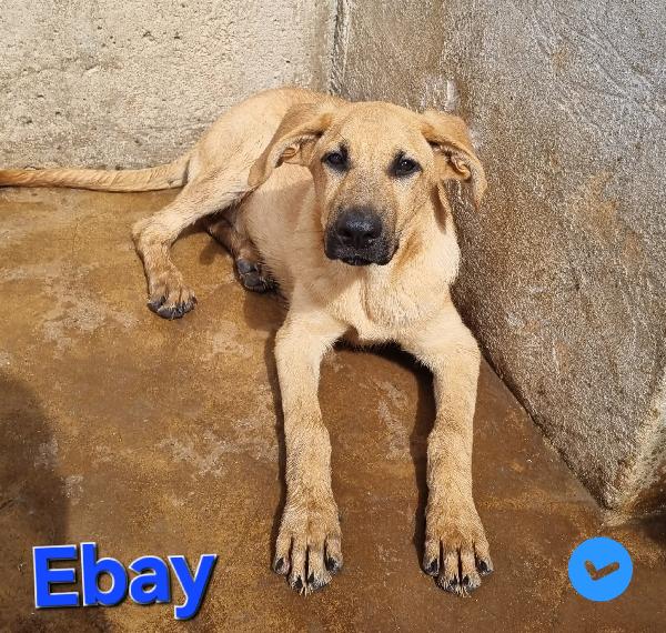 EBAY CUCCIOLO MIX MOLOSSO PASTORE Foto 5