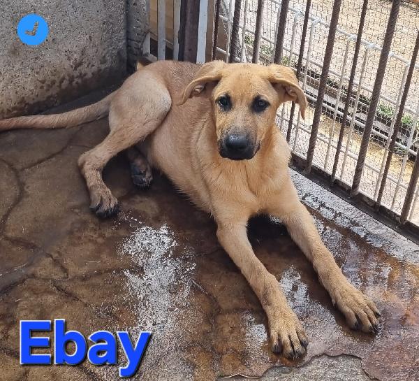 EBAY CUCCIOLO MIX MOLOSSO PASTORE Foto 6