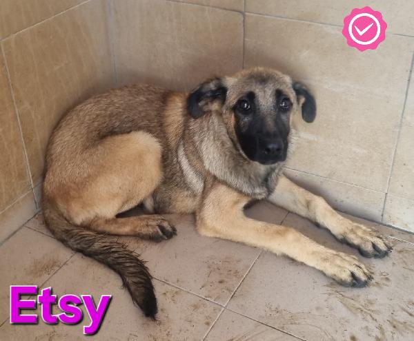 Etsy Cucciola Mix Pastore Tedesco