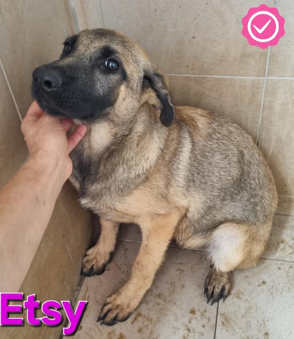 ETSY CUCCIOLA MIX PASTORE TEDESCO Foto 2