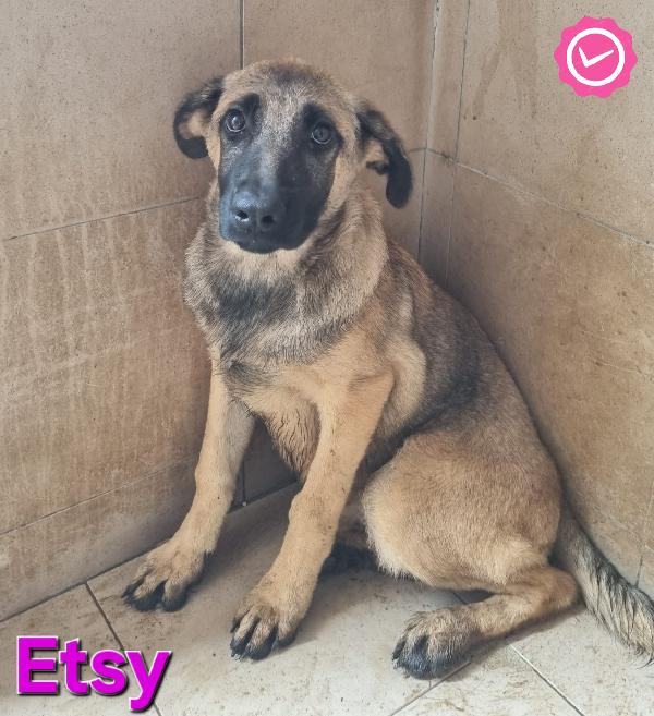 ETSY CUCCIOLA MIX PASTORE TEDESCO Foto 5