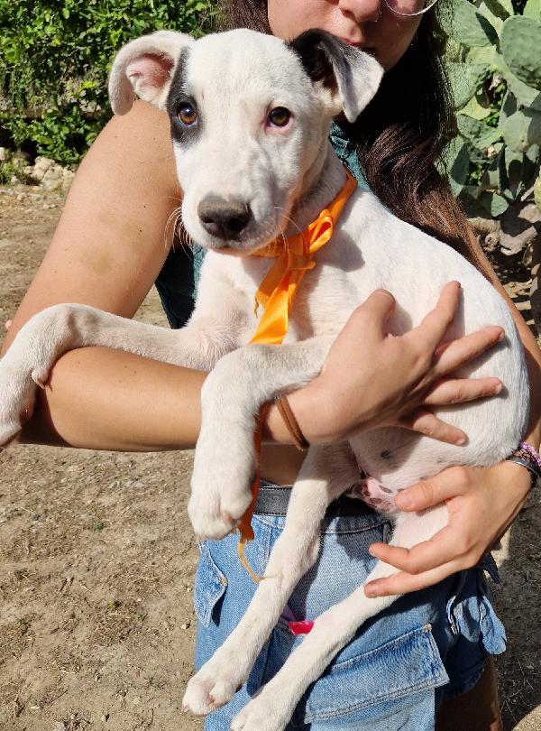 ULTIMO,DOLCEZZA ALLO STATO PURO.ADOTTABILE IN TUTTA ITALIA! Foto 7