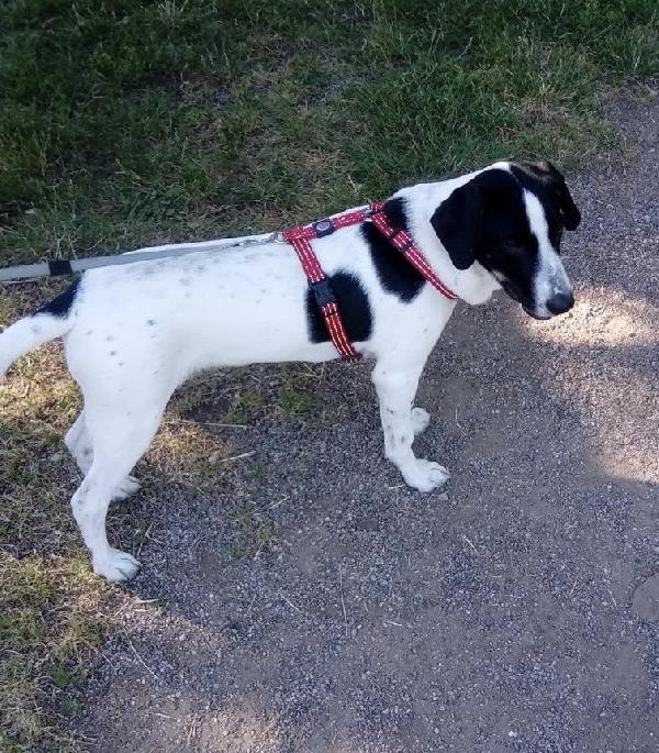 Rufus Un Cagnolino Dolcissimo 
