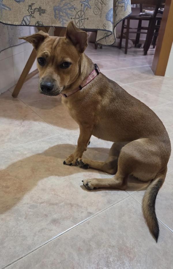 Zoe Cagnolina Taglia Piccola 