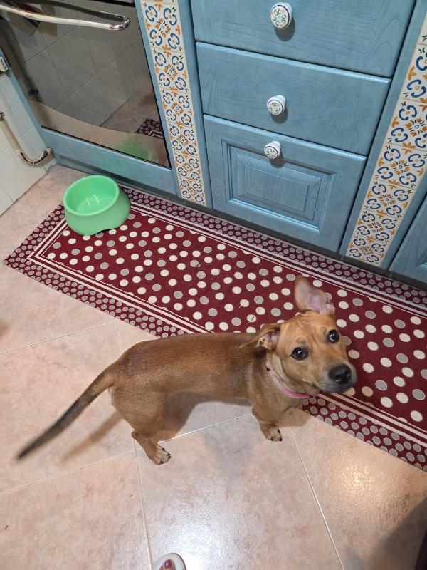 Zoe cagnolina taglia piccola  Foto 3