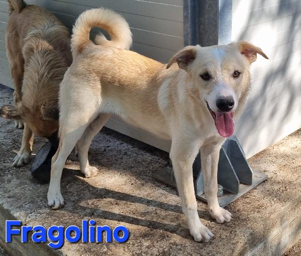FRAGOLINO CUCCIOLONE SIMIL VOLPINO Foto 2