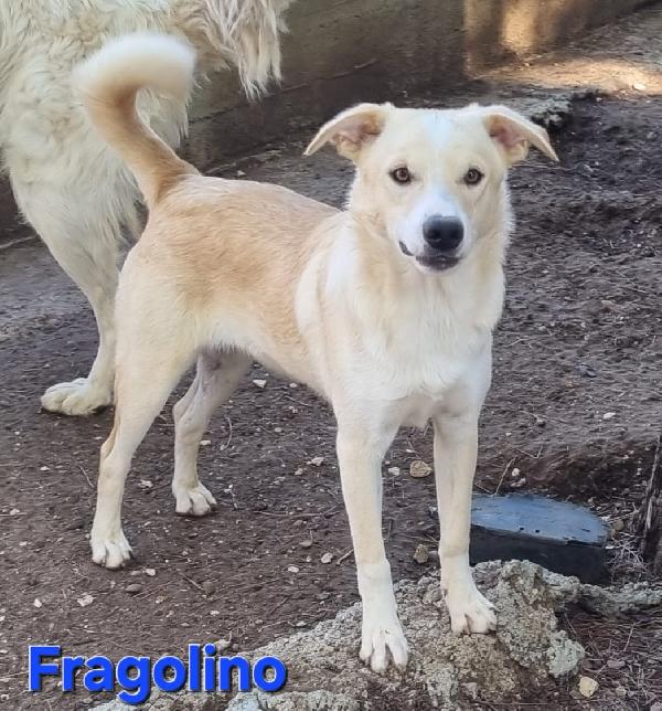 FRAGOLINO CUCCIOLONE SIMIL VOLPINO Foto 5