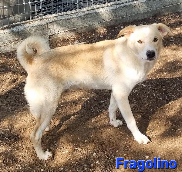 FRAGOLINO CUCCIOLONE SIMIL VOLPINO Foto 6