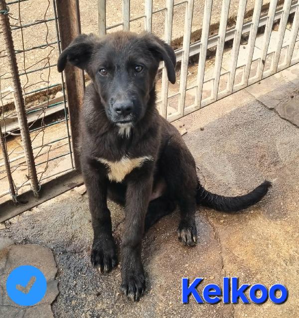 Kelkoo Cucciolo Simil Pastore Tedesco-Molosso