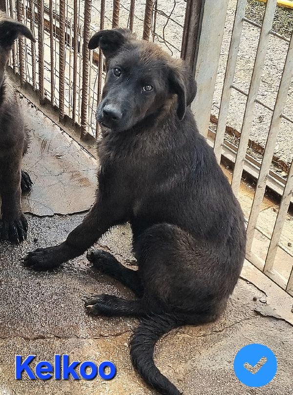 KELKOO CUCCIOLO SIMIL PASTORE TEDESCO-MOLOSSO Foto 2