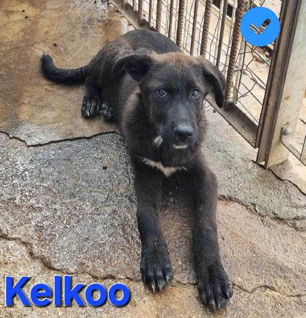 KELKOO CUCCIOLO SIMIL PASTORE TEDESCO-MOLOSSO Foto 3