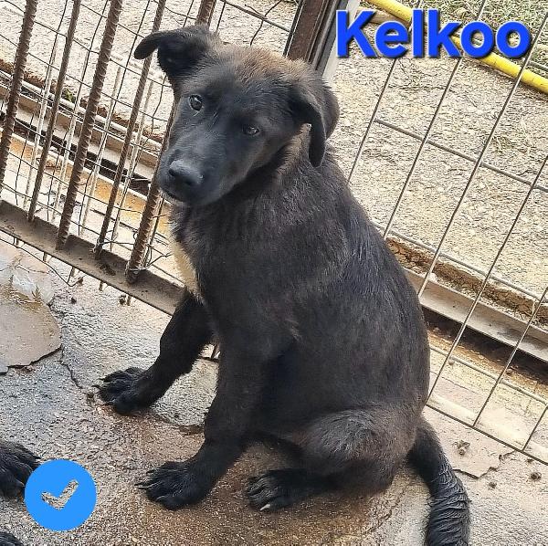 KELKOO CUCCIOLO SIMIL PASTORE TEDESCO-MOLOSSO Foto 4