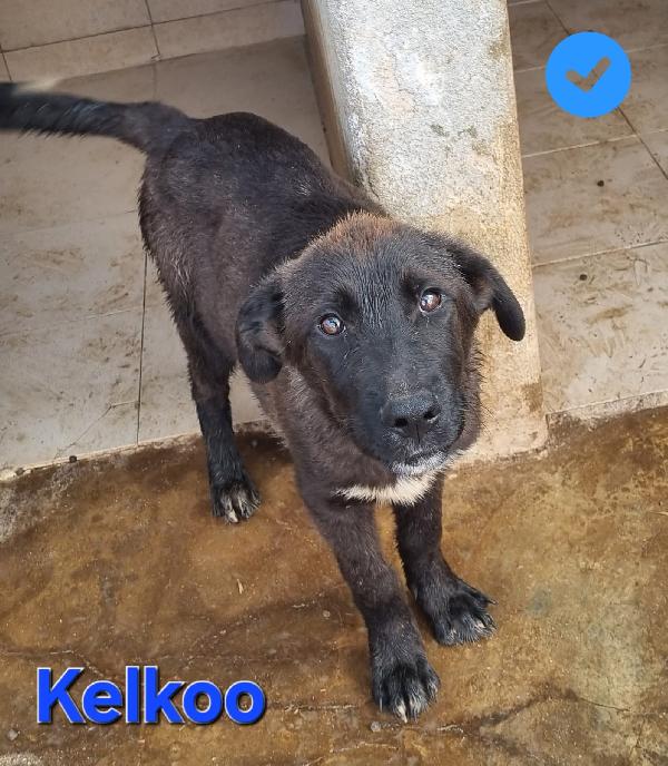 KELKOO CUCCIOLO SIMIL PASTORE TEDESCO-MOLOSSO Foto 5