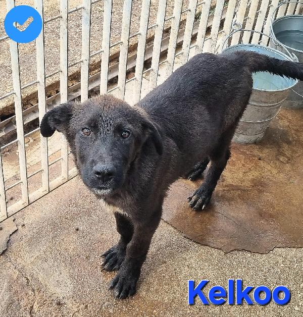 KELKOO CUCCIOLO SIMIL PASTORE TEDESCO-MOLOSSO Foto 6