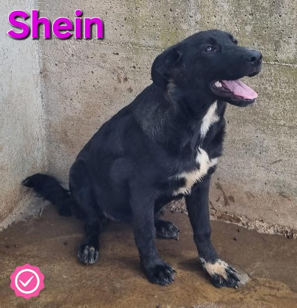 Shein Cucciola Simil Pastore-Molosso