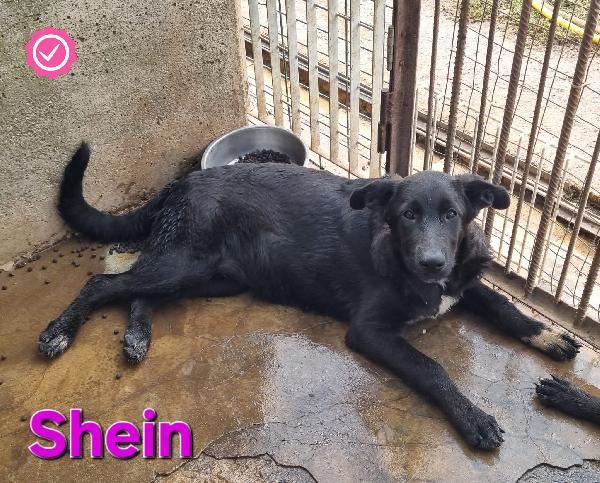 SHEIN CUCCIOLA SIMIL PASTORE-MOLOSSO Foto 2