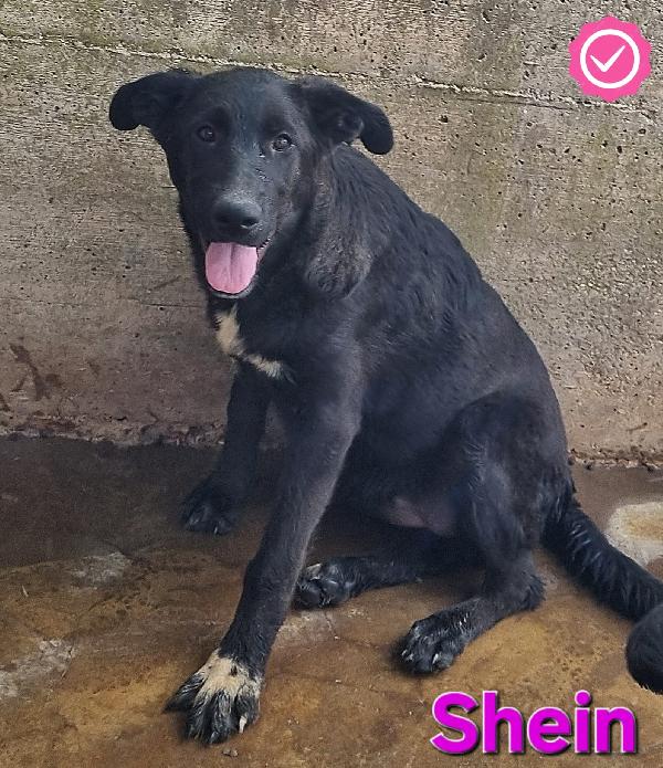SHEIN CUCCIOLA SIMIL PASTORE-MOLOSSO Foto 3