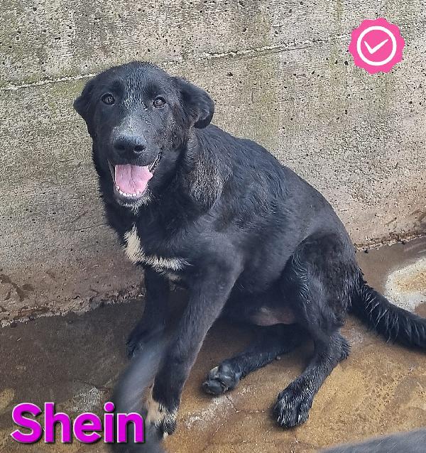 SHEIN CUCCIOLA SIMIL PASTORE-MOLOSSO Foto 4