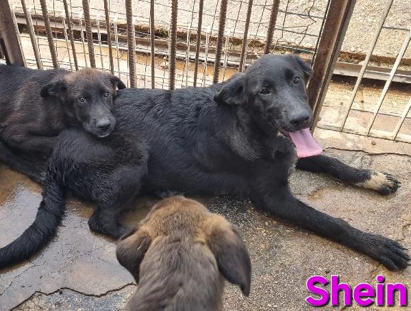 SHEIN CUCCIOLA SIMIL PASTORE-MOLOSSO Foto 5