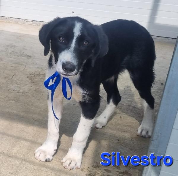 Silvestro Cucciolo Dolcissimo