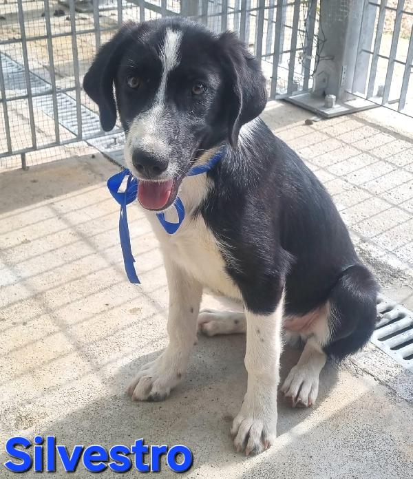SILVESTRO CUCCIOLO DOLCISSIMO Foto 2