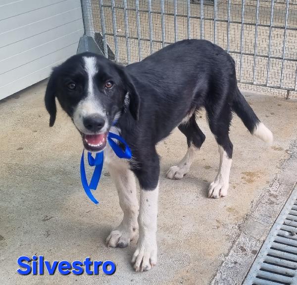 SILVESTRO CUCCIOLO DOLCISSIMO Foto 4