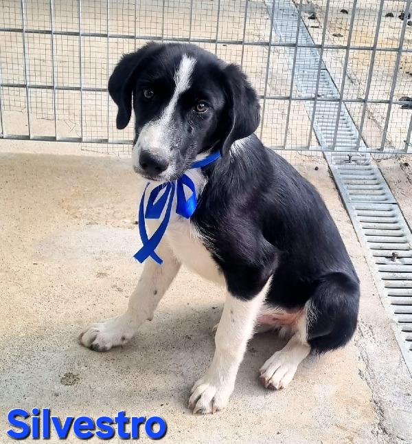 SILVESTRO CUCCIOLO DOLCISSIMO Foto 5