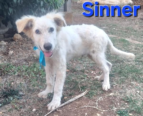 Sinner Cucciolo Dolcissimo