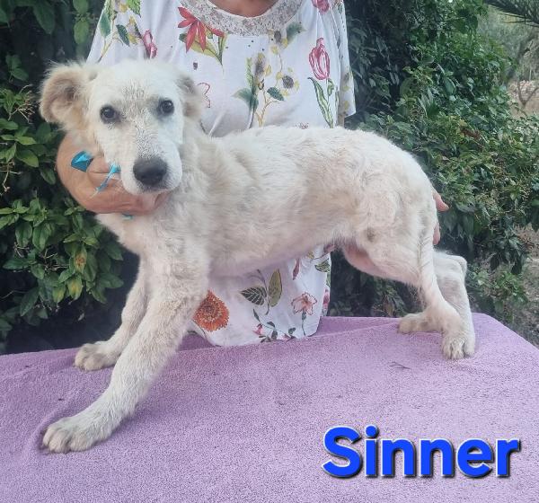 SINNER CUCCIOLO DOLCISSIMO Foto 4