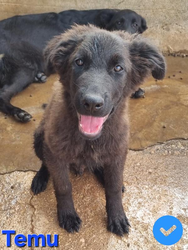 TEMU CUCCIOLO MIX MOLOSSO Foto 2