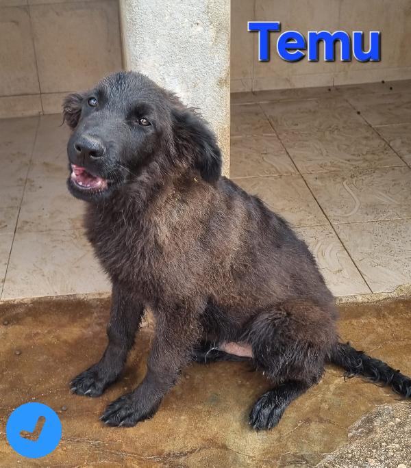 TEMU CUCCIOLO MIX MOLOSSO Foto 4