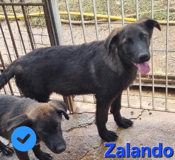 ZALANDO CUCCIOLO MIX MOLOSSO Foto 3