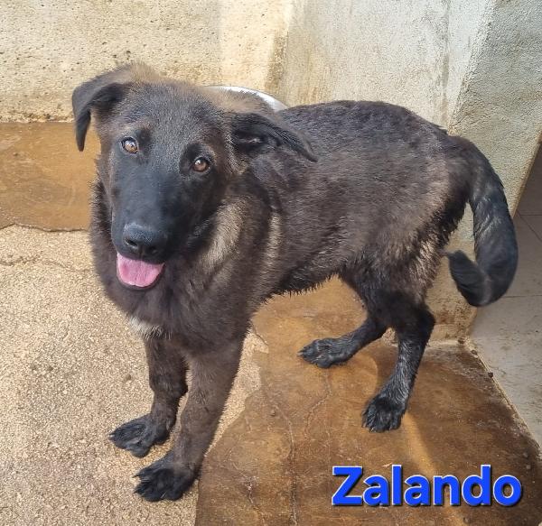 ZALANDO CUCCIOLO MIX MOLOSSO Foto 4