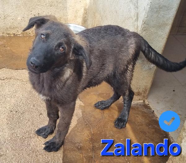 ZALANDO CUCCIOLO MIX MOLOSSO Foto 5