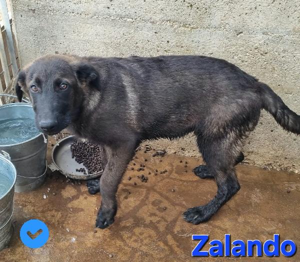 ZALANDO CUCCIOLO MIX MOLOSSO Foto 6