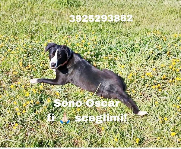 Sono Oscar E Ti Sto Cercando.. Portami A Casa