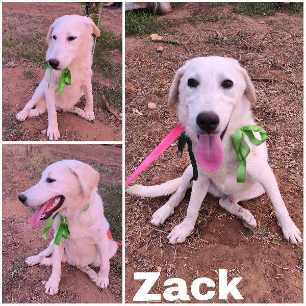 Una Chance Per Zack Cucciolo In Adozione 