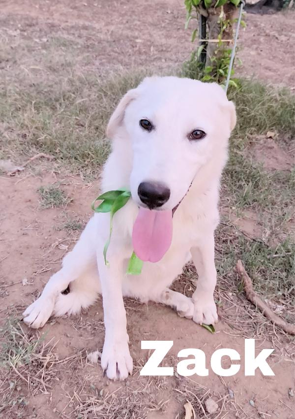 Una chance per Zack cucciolo in adozione  Foto 6
