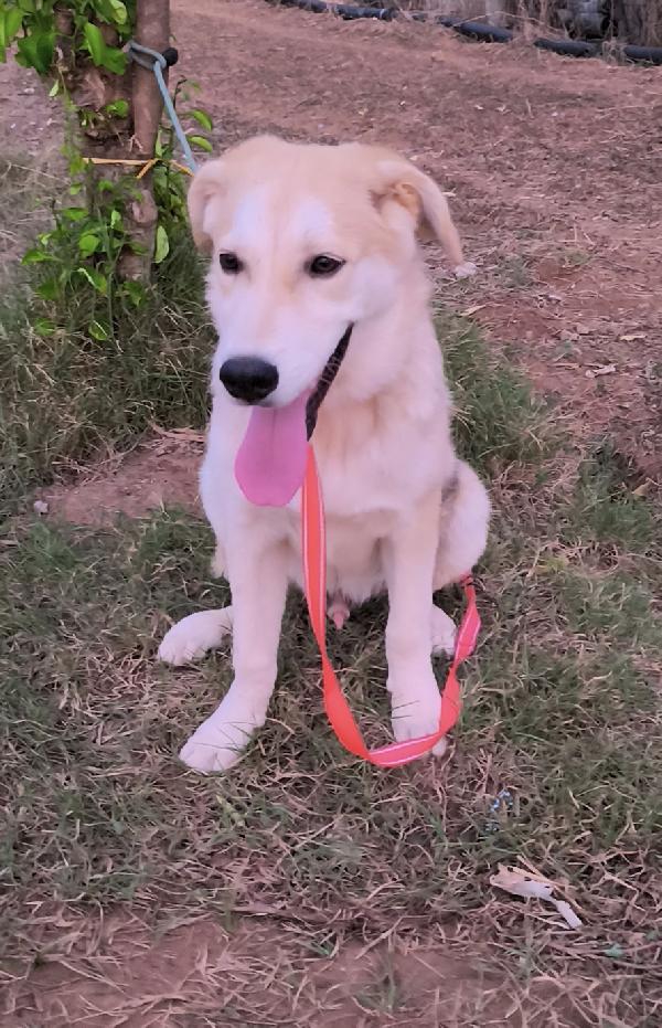 Una famiglia per Jago cagnolino in adozione  Foto 3