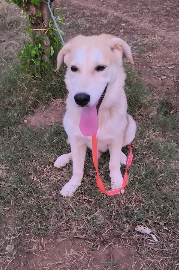 Una famiglia per Jago cagnolino in adozione  Foto 4