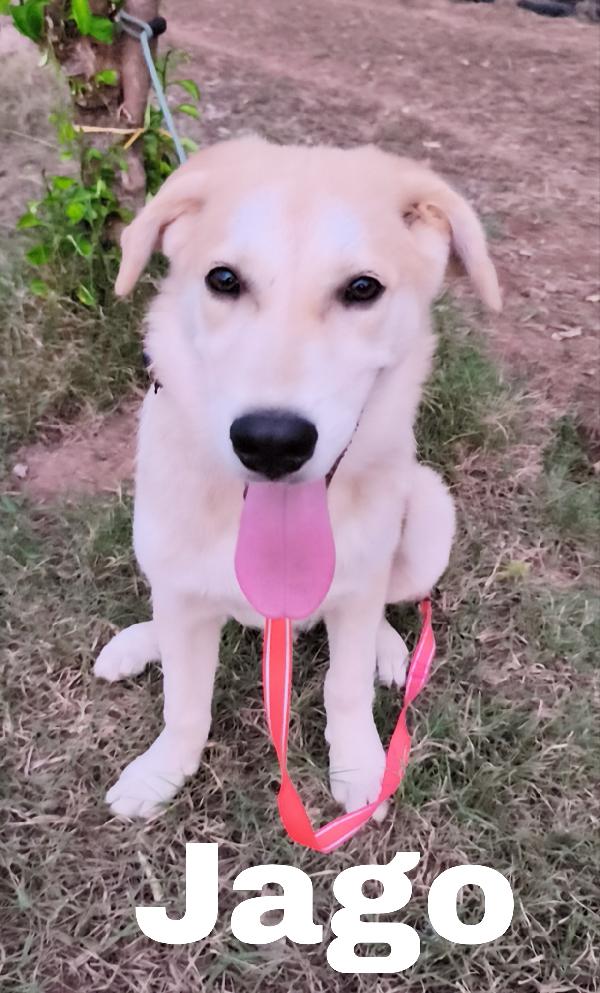 Una famiglia per Jago cagnolino in adozione  Foto 5
