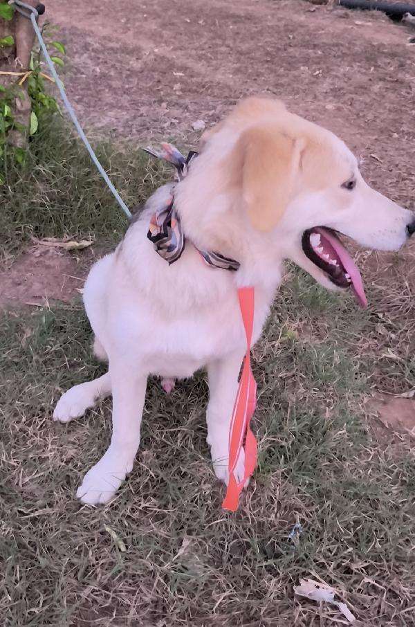 Una famiglia per Jago cagnolino in adozione  Foto 6