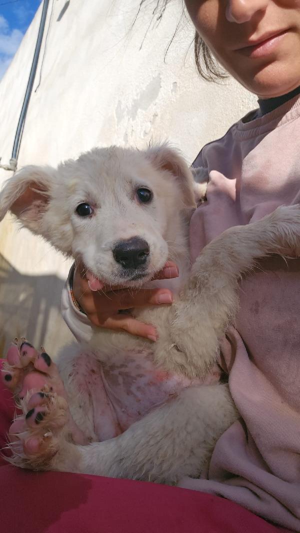 Mimì Splendida Cucciola Cerca Adozione