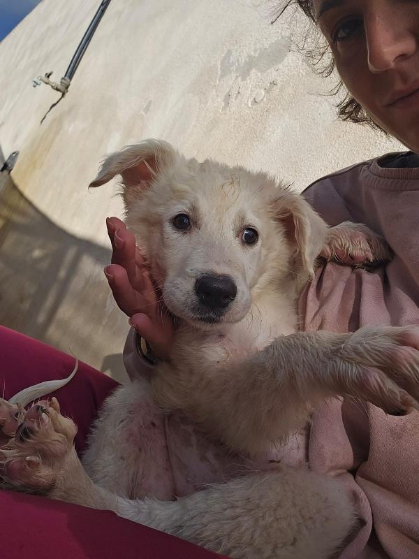 Mimì Splendida Cucciola Cerca Adozione Foto 2