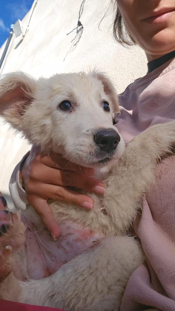 Mimì Splendida Cucciola Cerca Adozione Foto 3